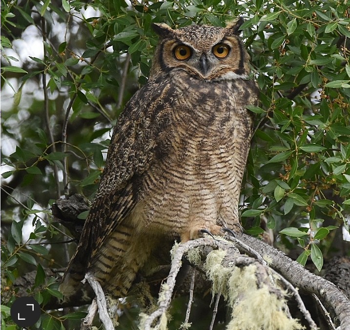 Lesser Horned Owl - ML617488746