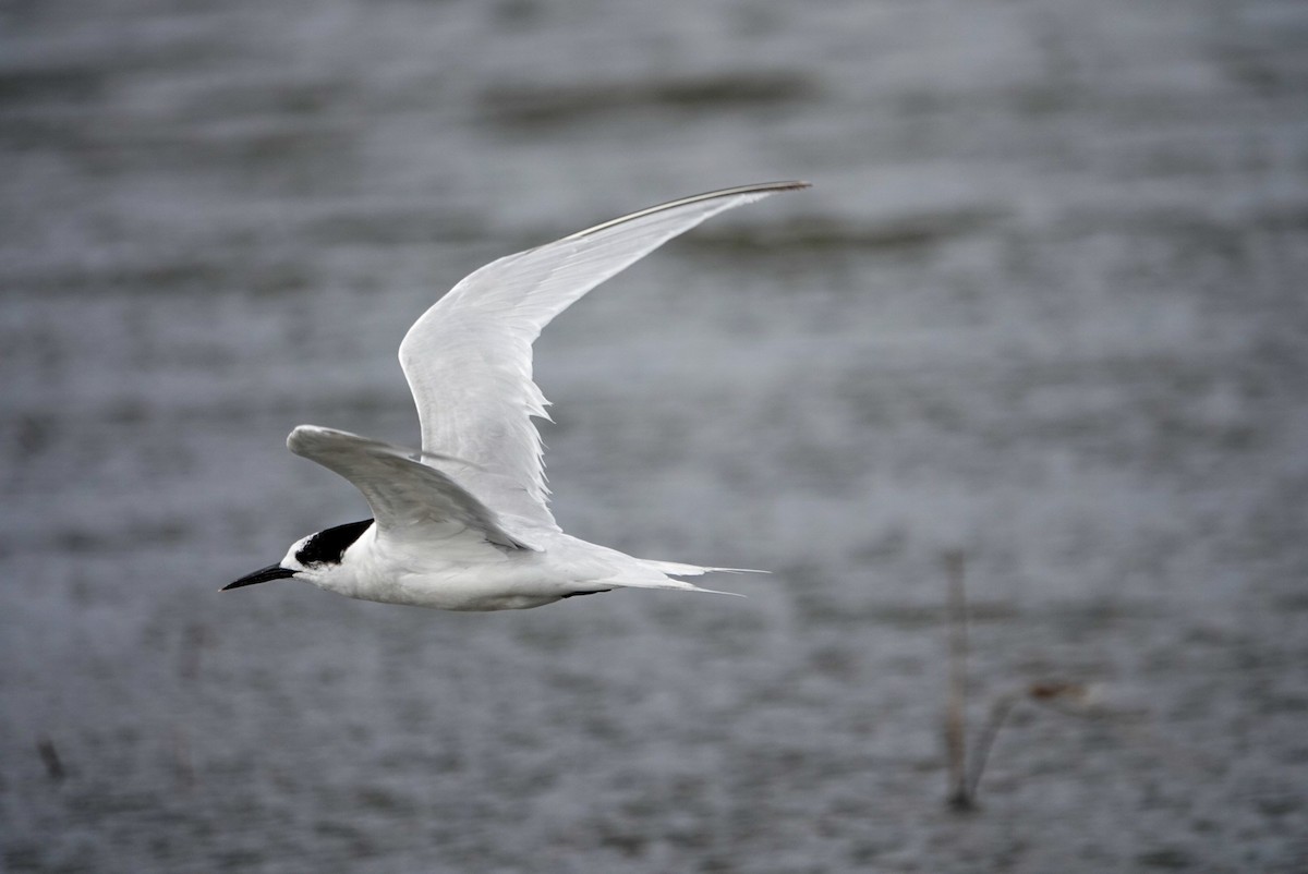White-fronted Tern - ML617488752