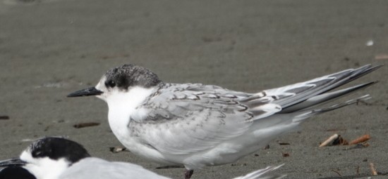 White-fronted Tern - Alfie Benbow