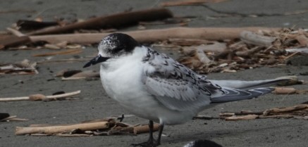 White-fronted Tern - ML617488755