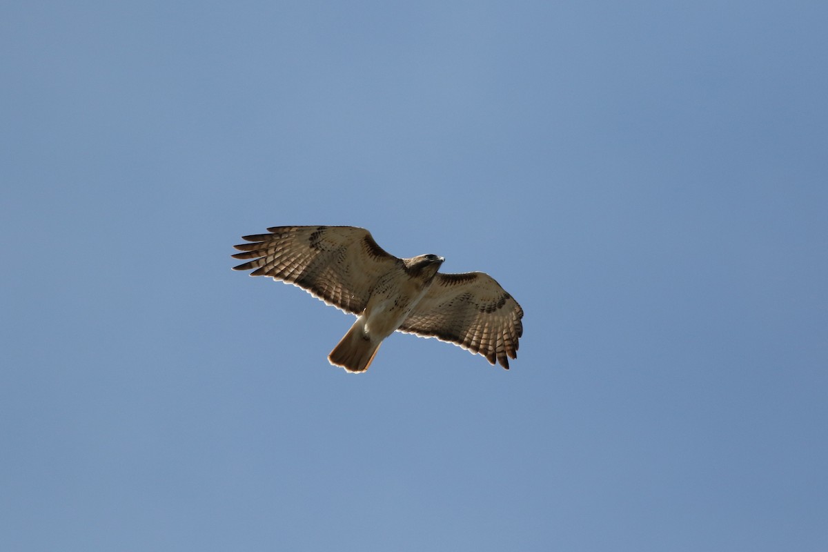 Red-tailed Hawk - ML617488819