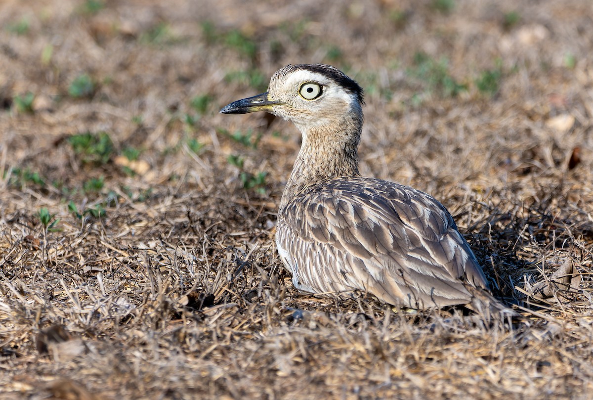 Double-striped Thick-knee - ML617488952