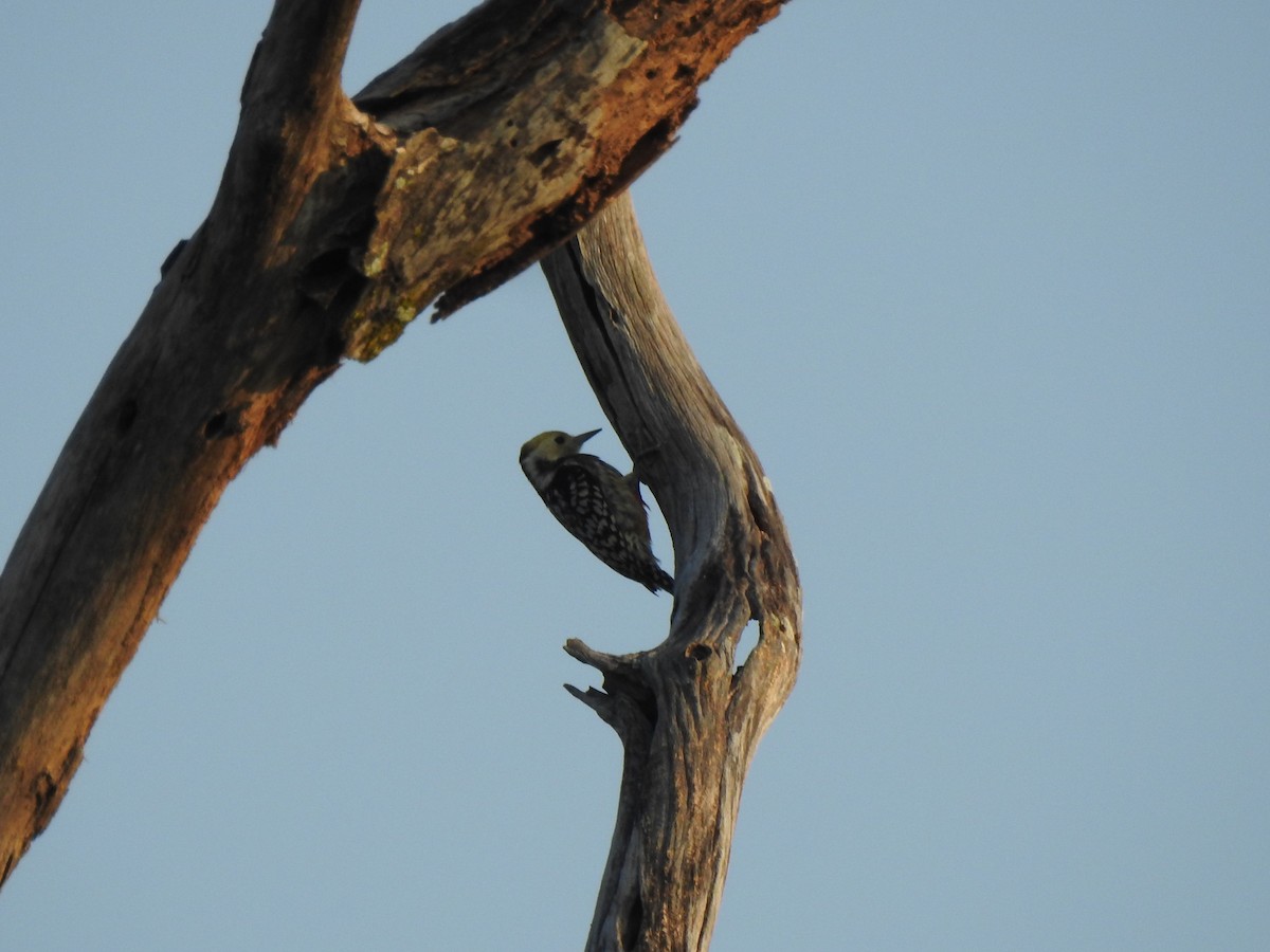 Brown-capped Pygmy Woodpecker - ML617489036