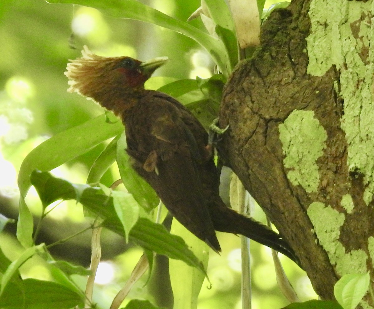 Chestnut-colored Woodpecker - ML617489052
