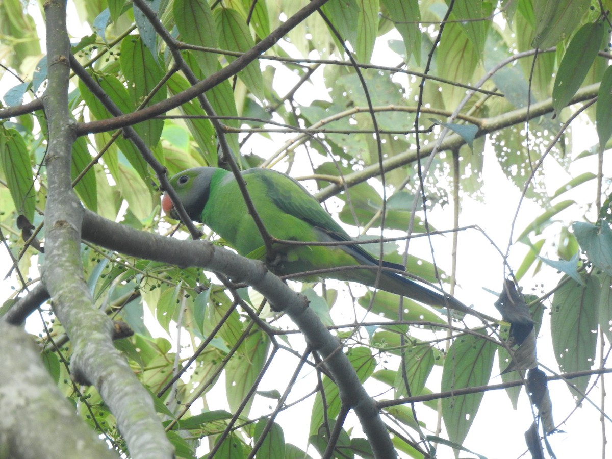 Seylan Yeşil Papağanı - ML617489088