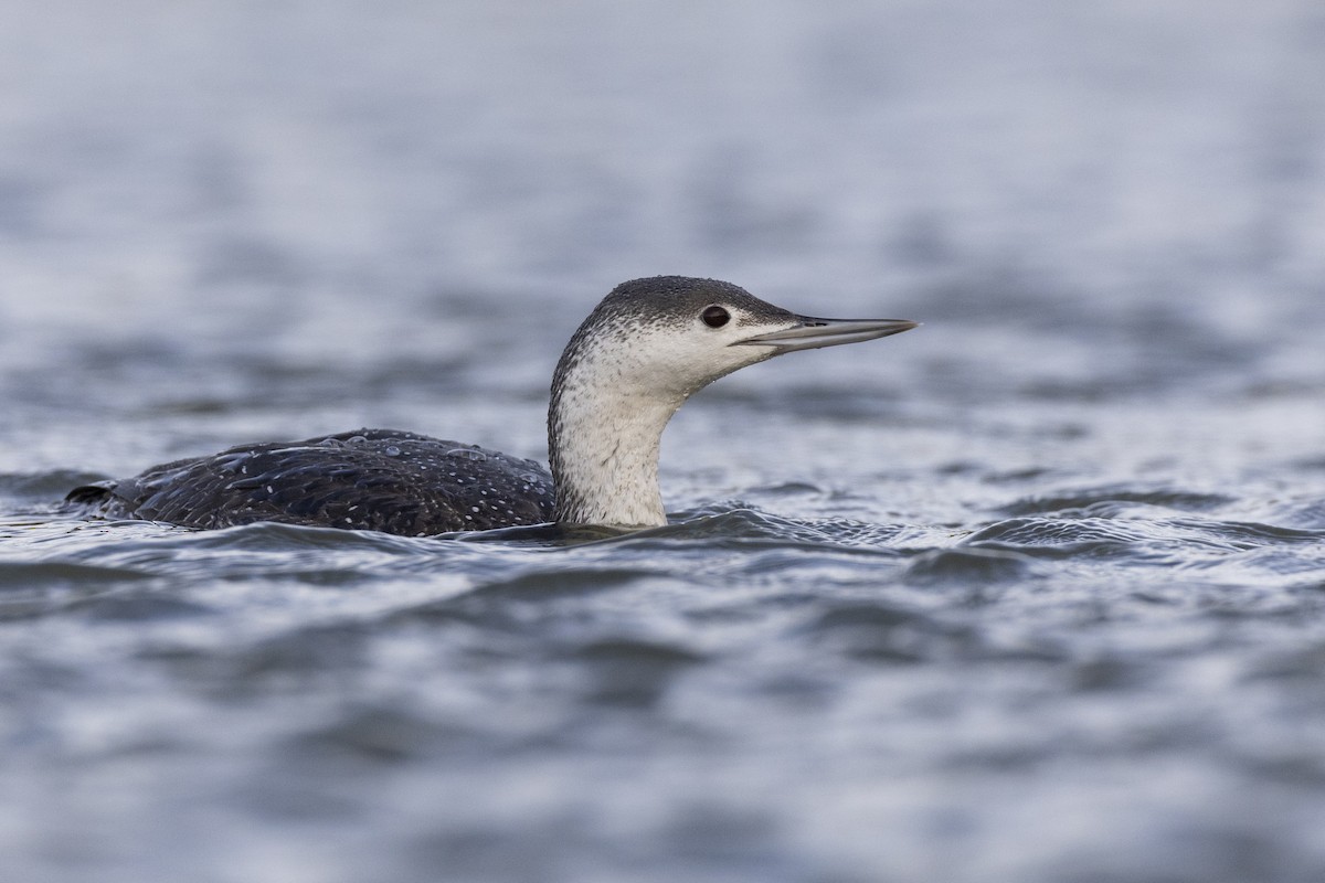 Red-throated Loon - Michael Stubblefield