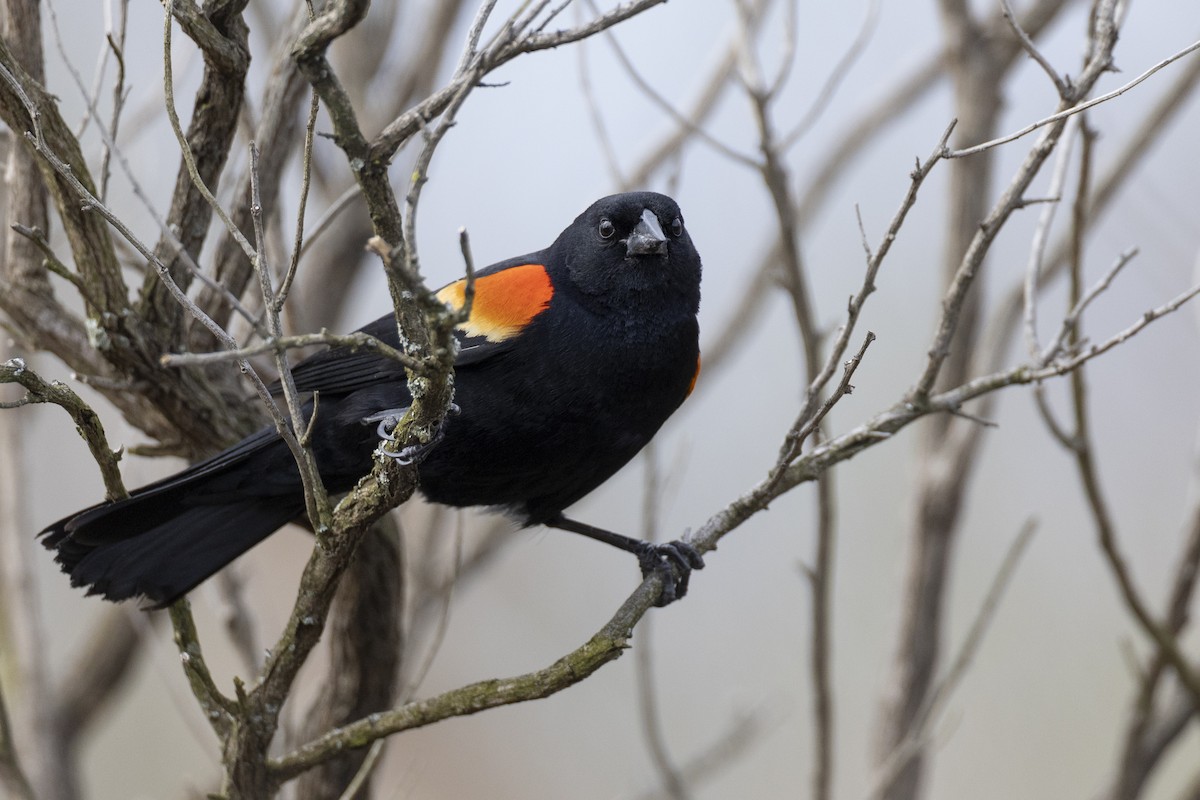Red-winged Blackbird (Red-winged) - ML617489151