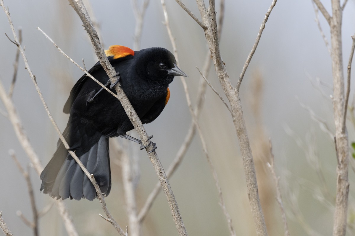 Red-winged Blackbird (Red-winged) - ML617489153
