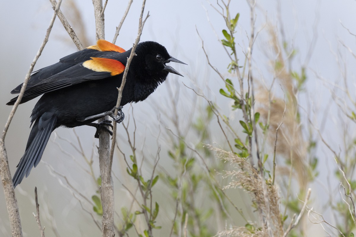 Red-winged Blackbird (Red-winged) - ML617489154