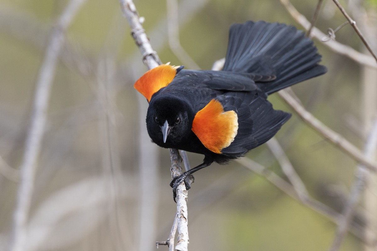 Red-winged Blackbird (Red-winged) - ML617489155