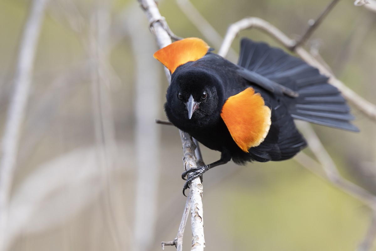 Red-winged Blackbird (Red-winged) - ML617489156