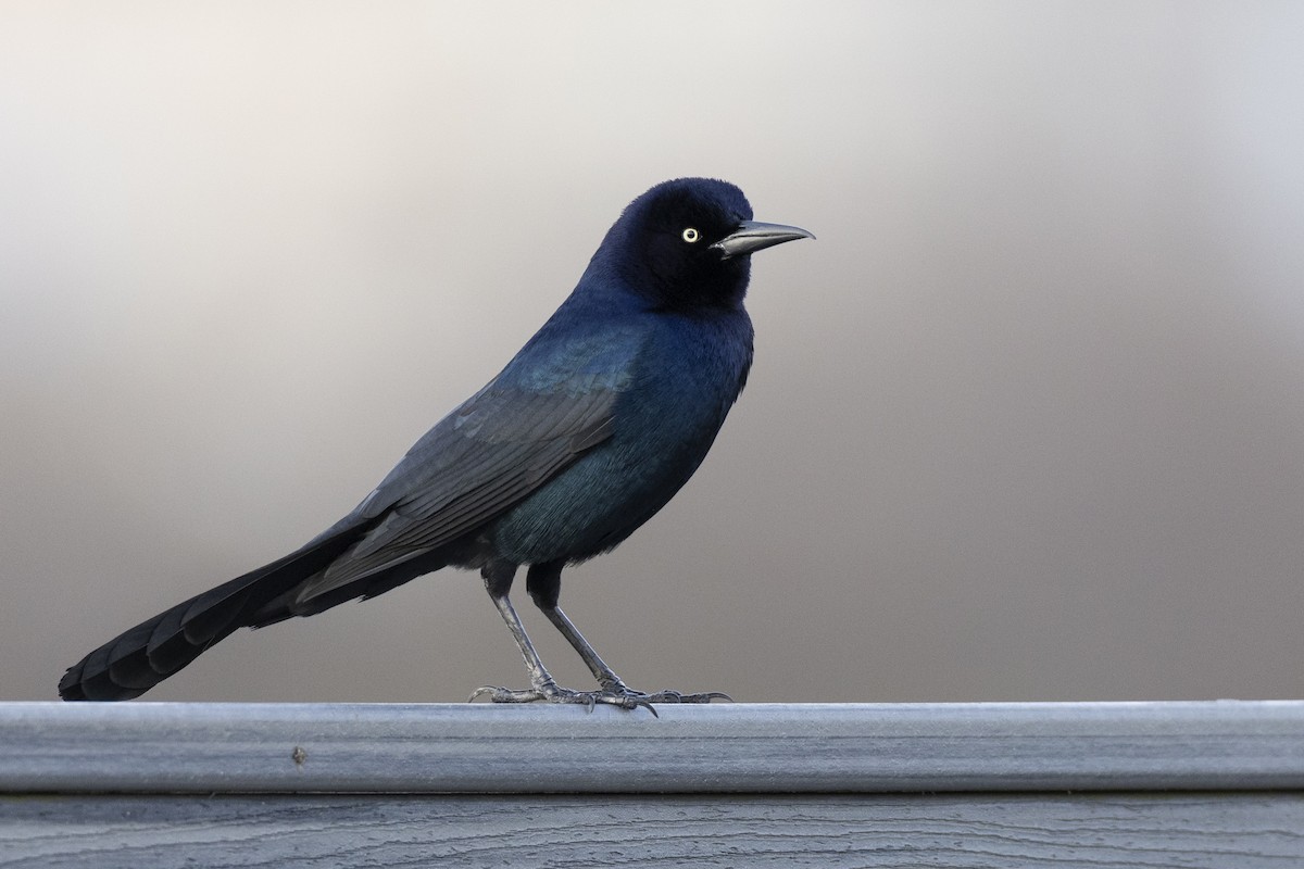 Boat-tailed Grackle - ML617489162