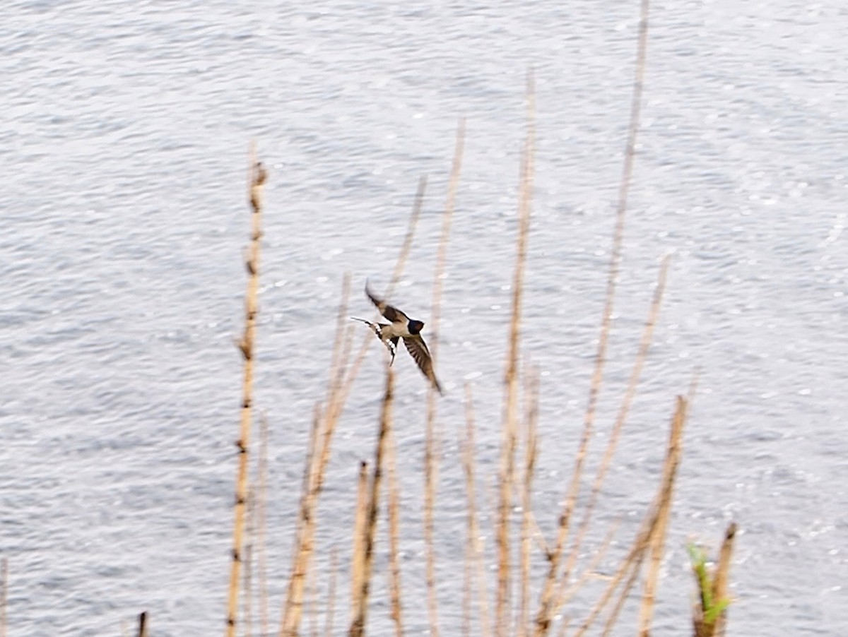 Barn Swallow (White-bellied) - ML617489219