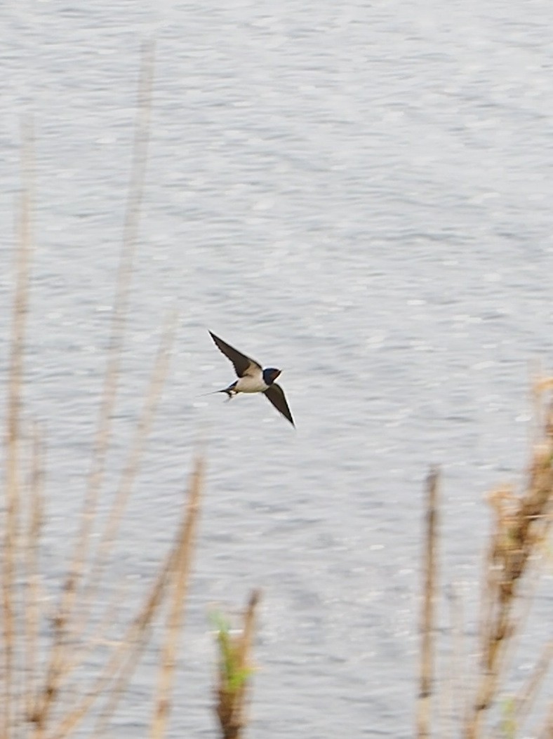 Barn Swallow (White-bellied) - ML617489220