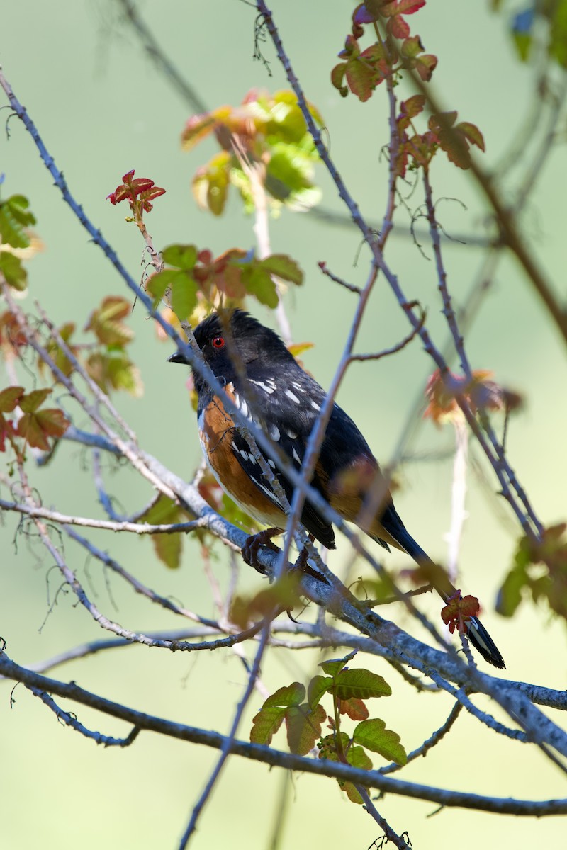 Spotted Towhee - ML617489254