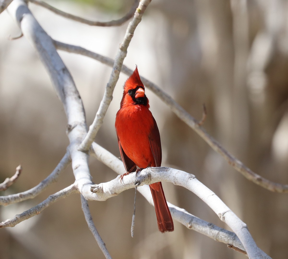 Ebird Checklist Apr Fort De Soto Park Species