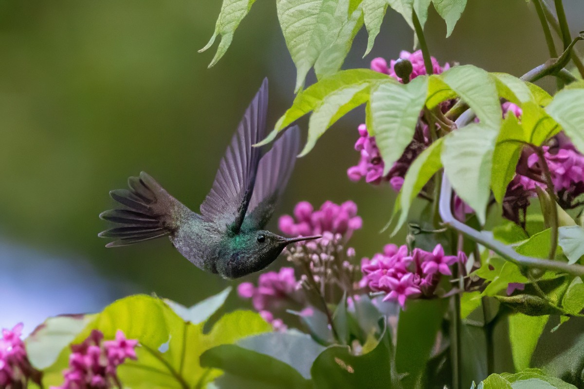 Blue-chested Hummingbird - Sandy & Bob Sipe