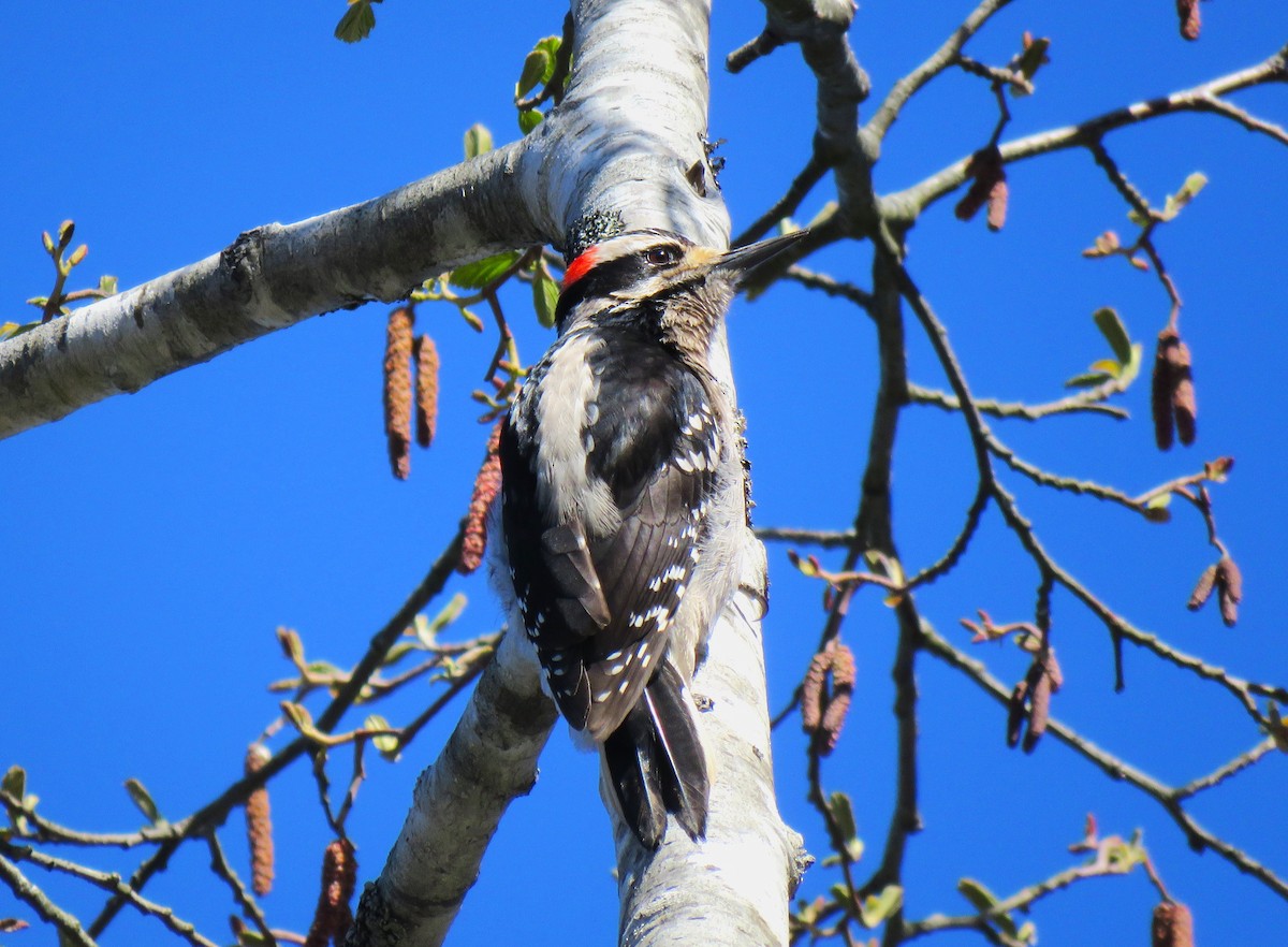 Hairy Woodpecker (Pacific) - ML617489511