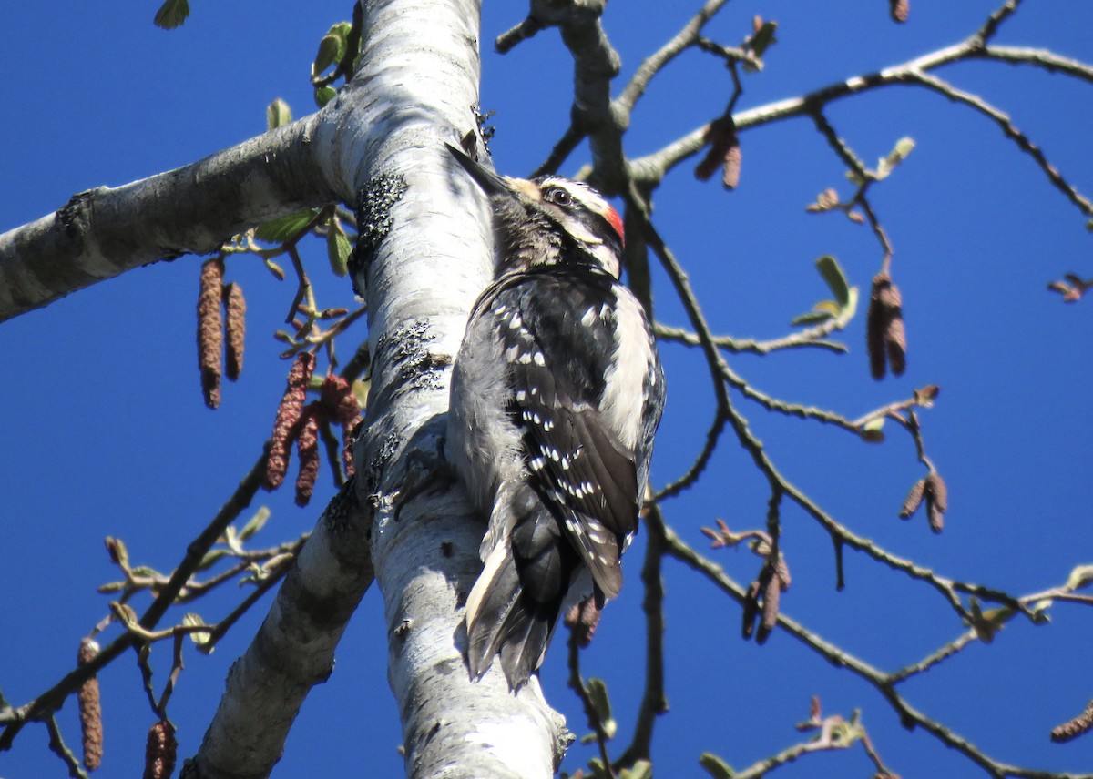 Hairy Woodpecker (Pacific) - ML617489512