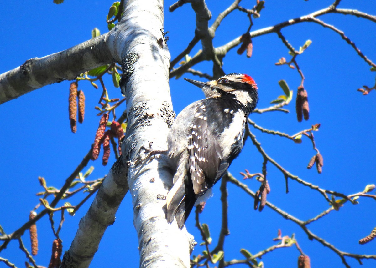 Hairy Woodpecker (Pacific) - Teresa Weismiller