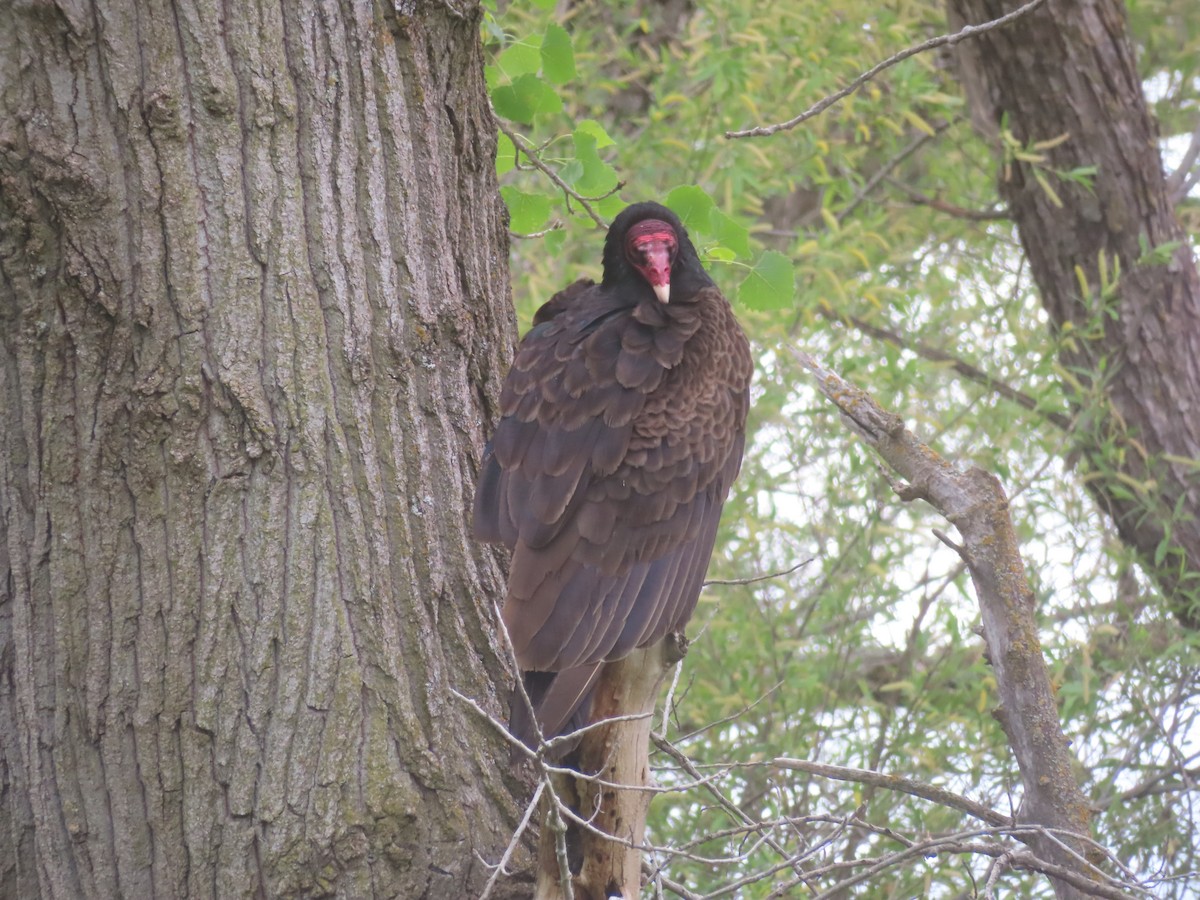 Turkey Vulture - Karen Richardson