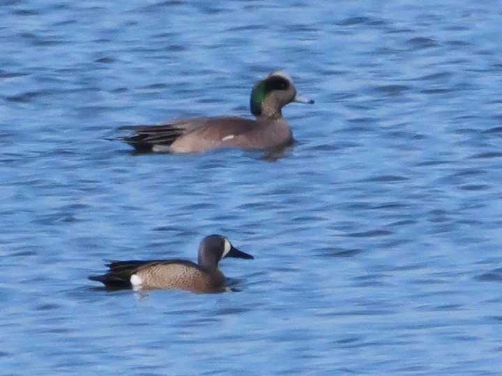 Blue-winged Teal - ML617489547