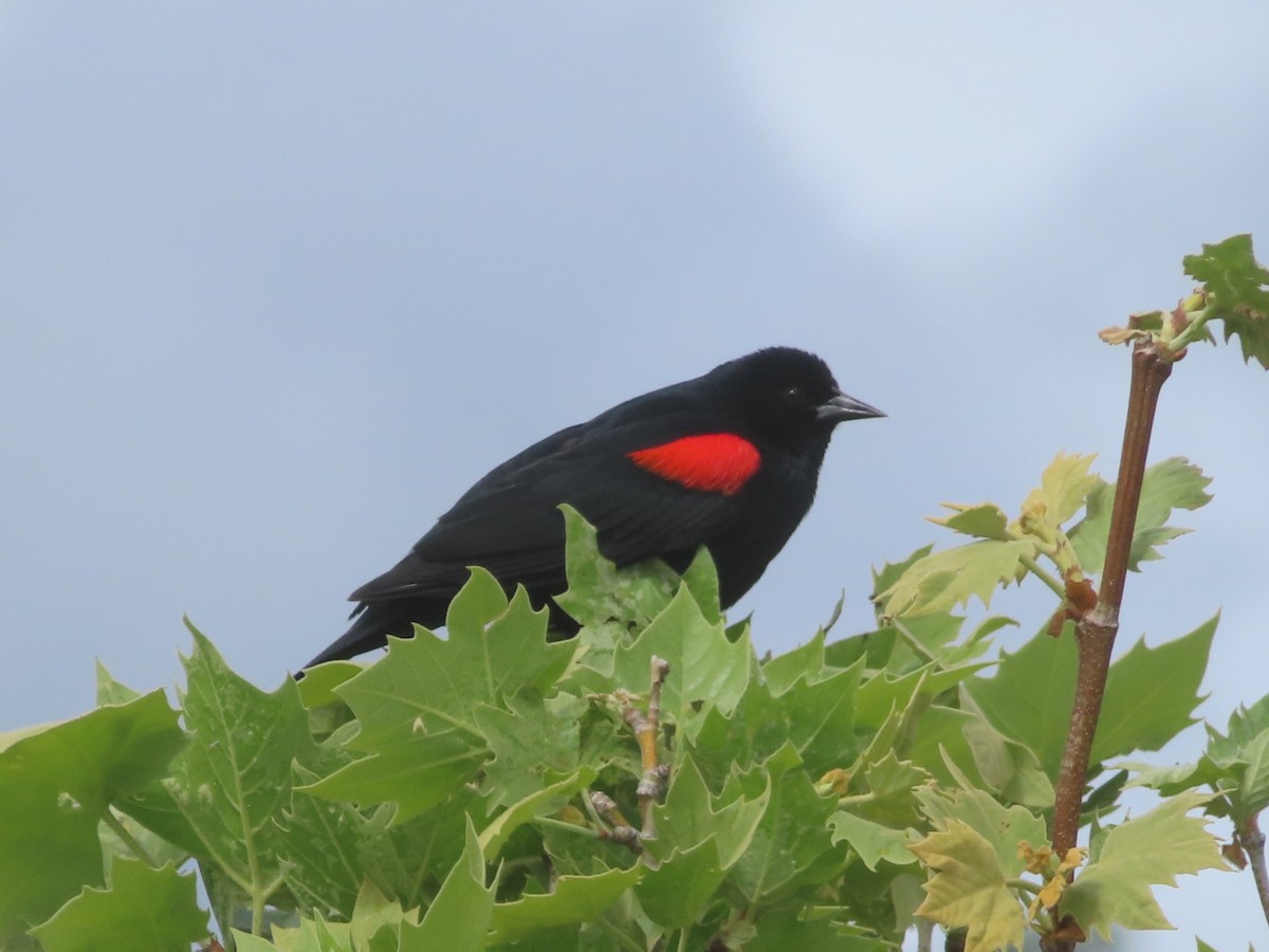 Red-winged Blackbird - Karen Richardson