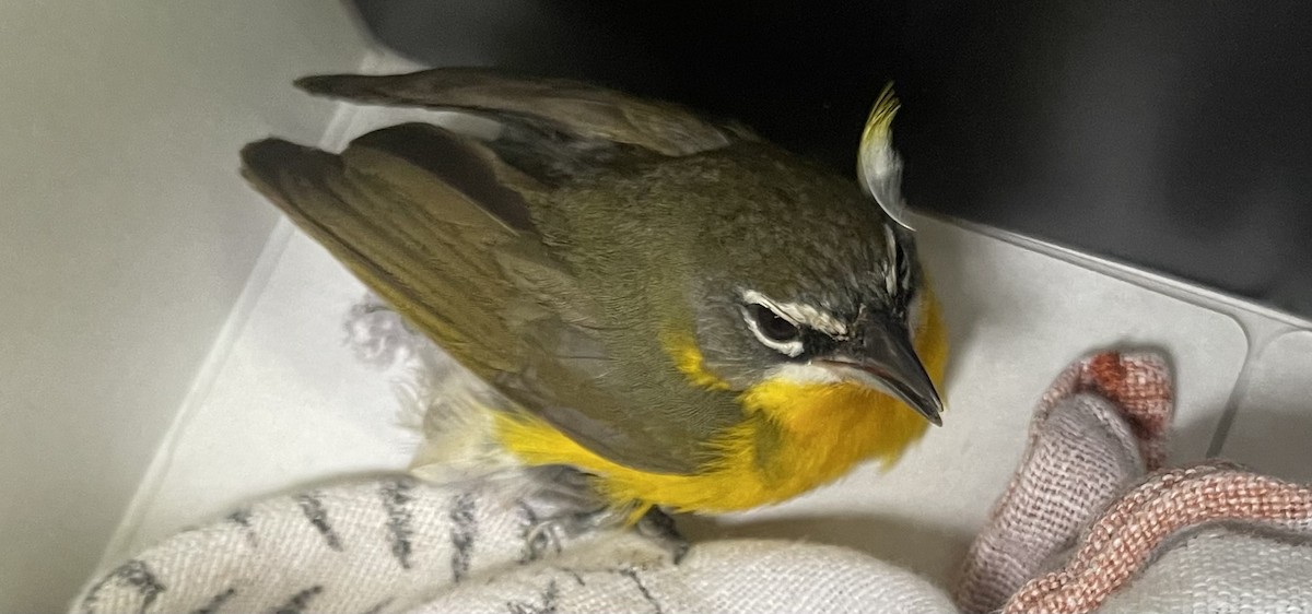 Yellow-breasted Chat - ML617489641