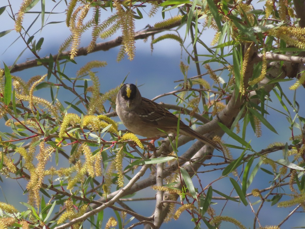Golden-crowned Sparrow - ML617489674