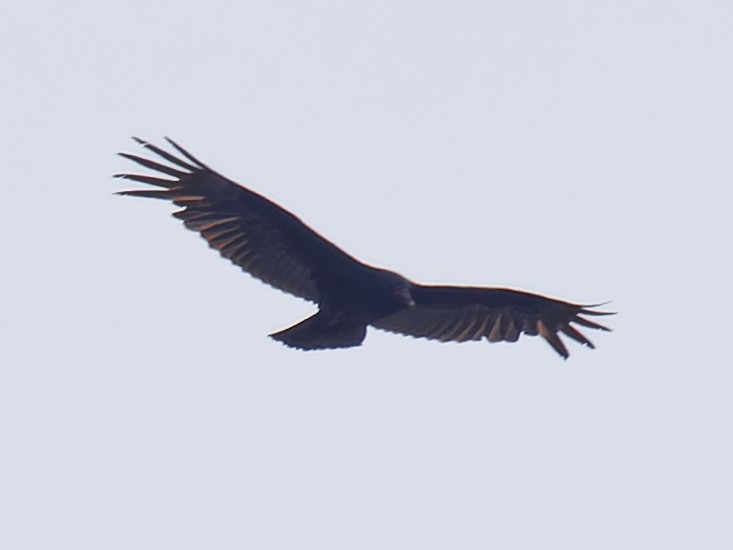 Turkey Vulture - ML617489736