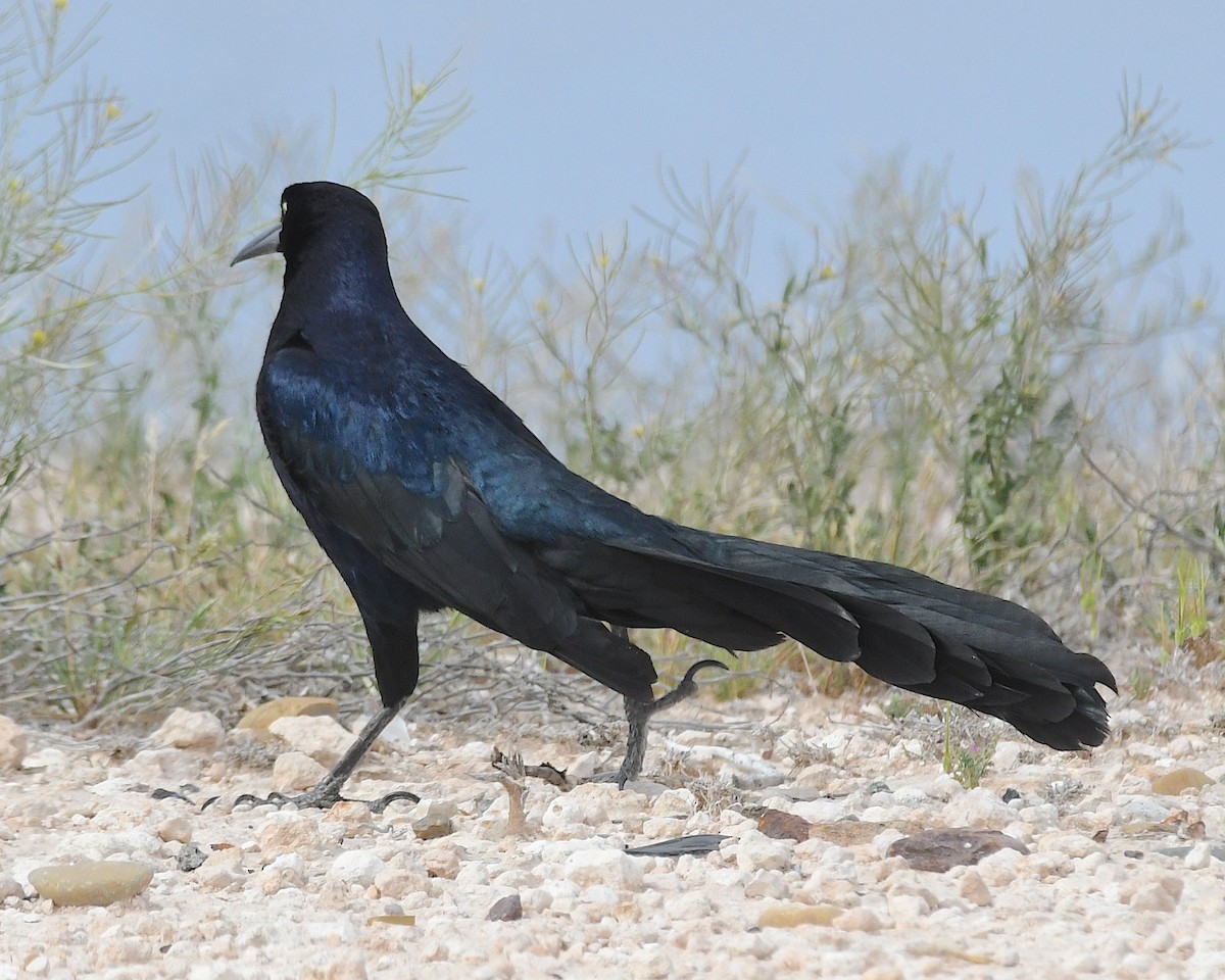 Great-tailed Grackle - ML617489754
