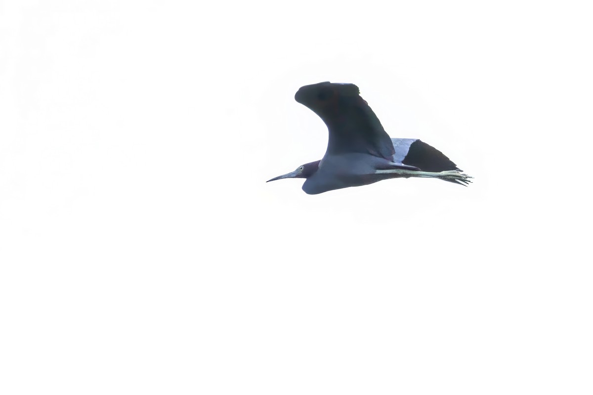 Little Blue Heron - ML617489757
