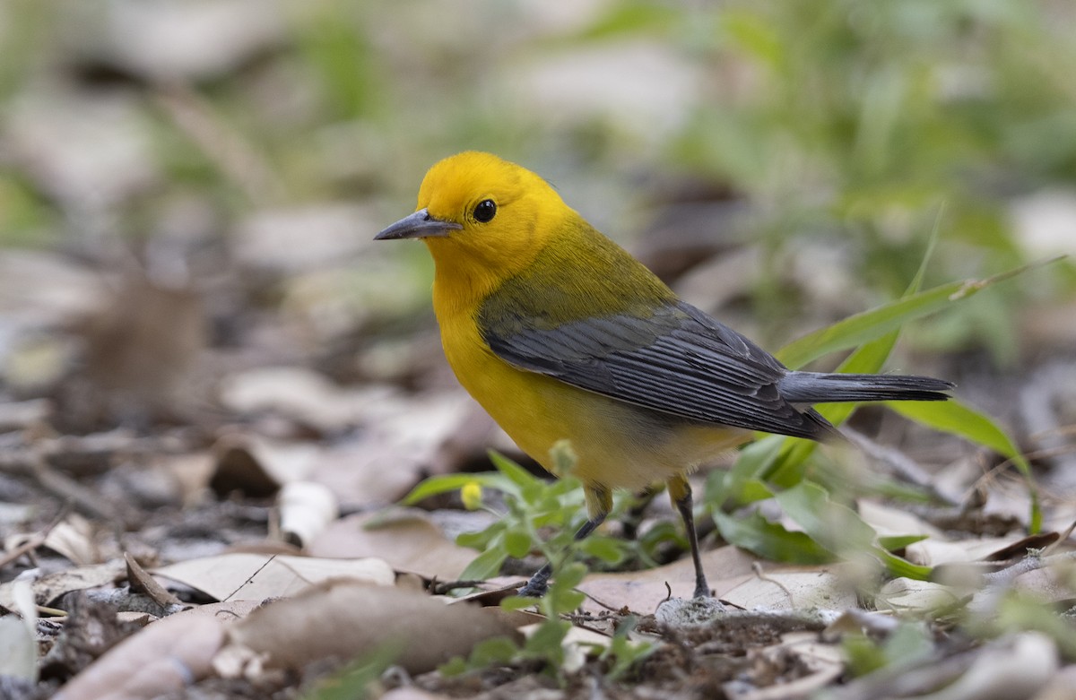 Prothonotary Warbler - ML617489759