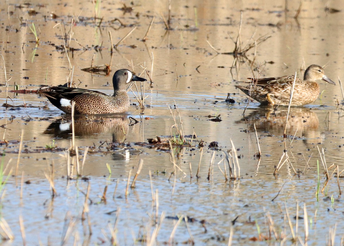 Blue-winged Teal - ML617489782