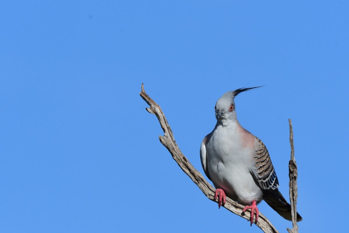 Crested Pigeon - ML617489790