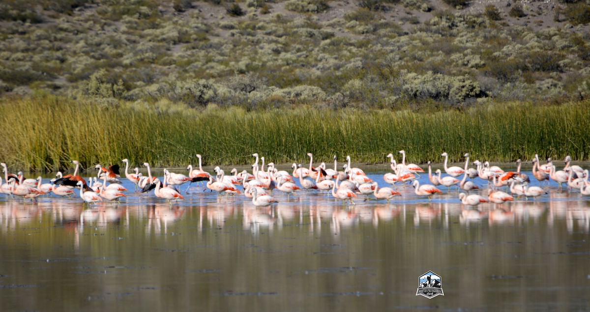 Chilean Flamingo - ML617489861