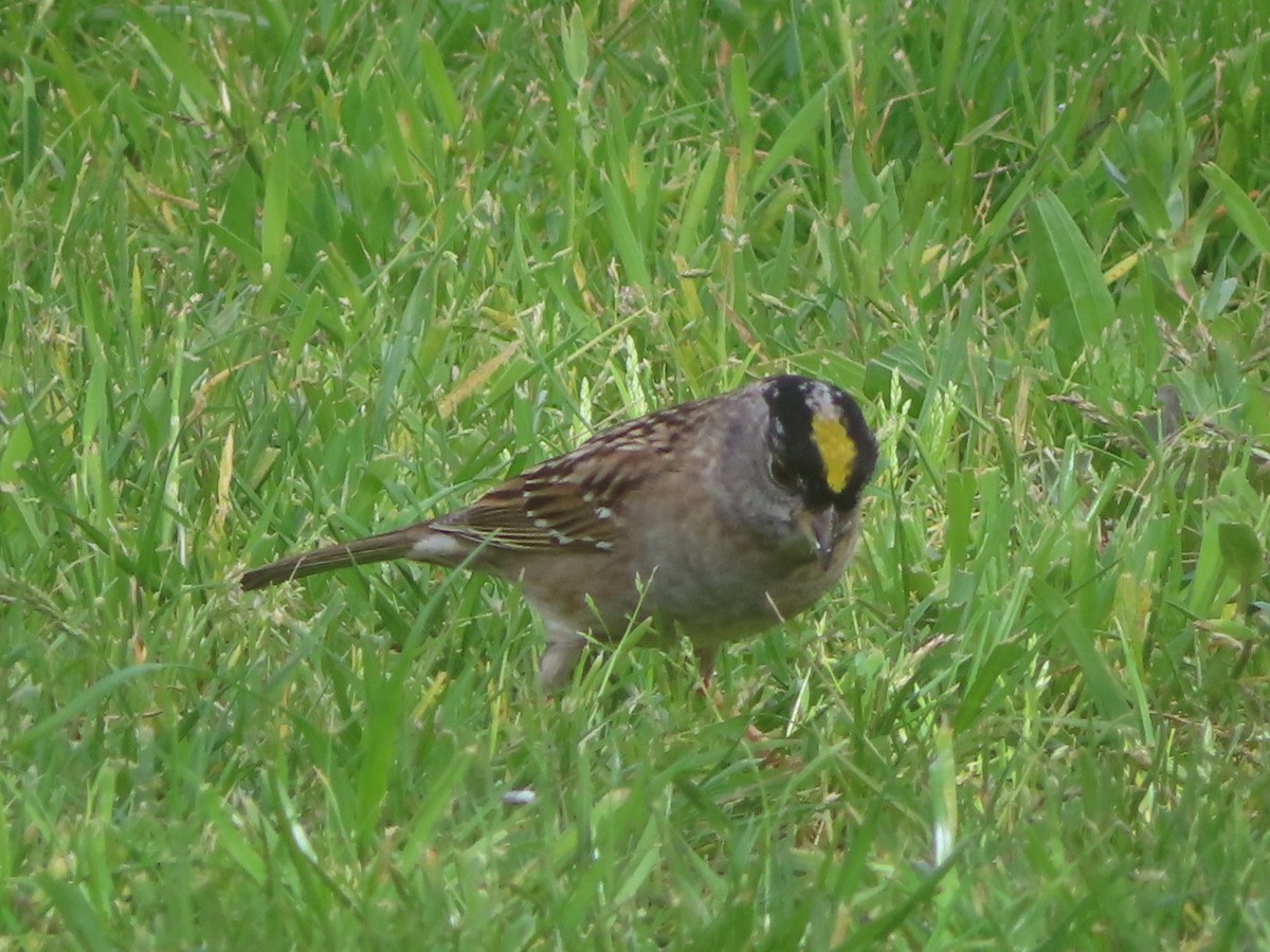 Golden-crowned Sparrow - Karen Richardson