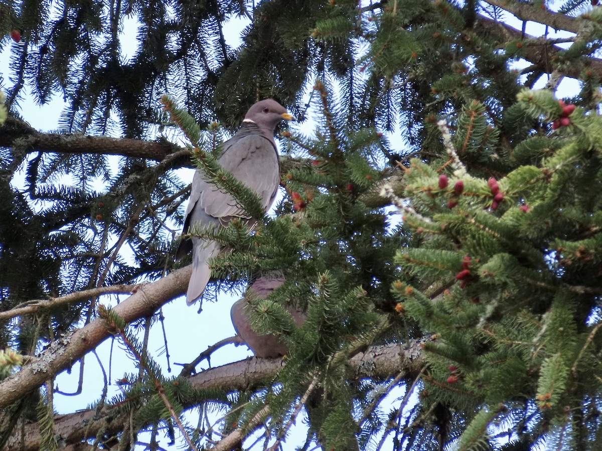 Band-tailed Pigeon - Merlyn (J.J.) Blue