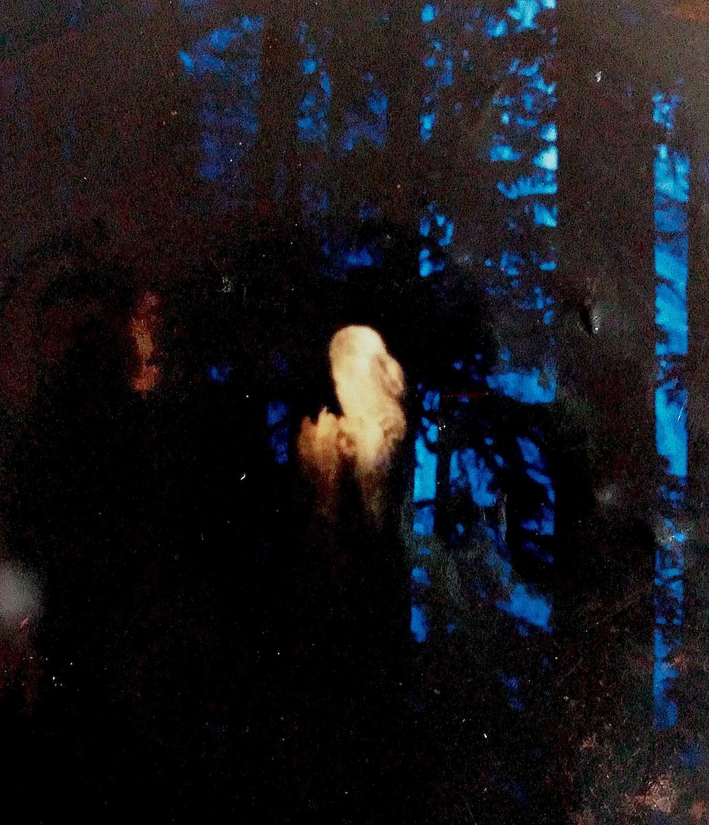 Spotted Owl - John Raymond
