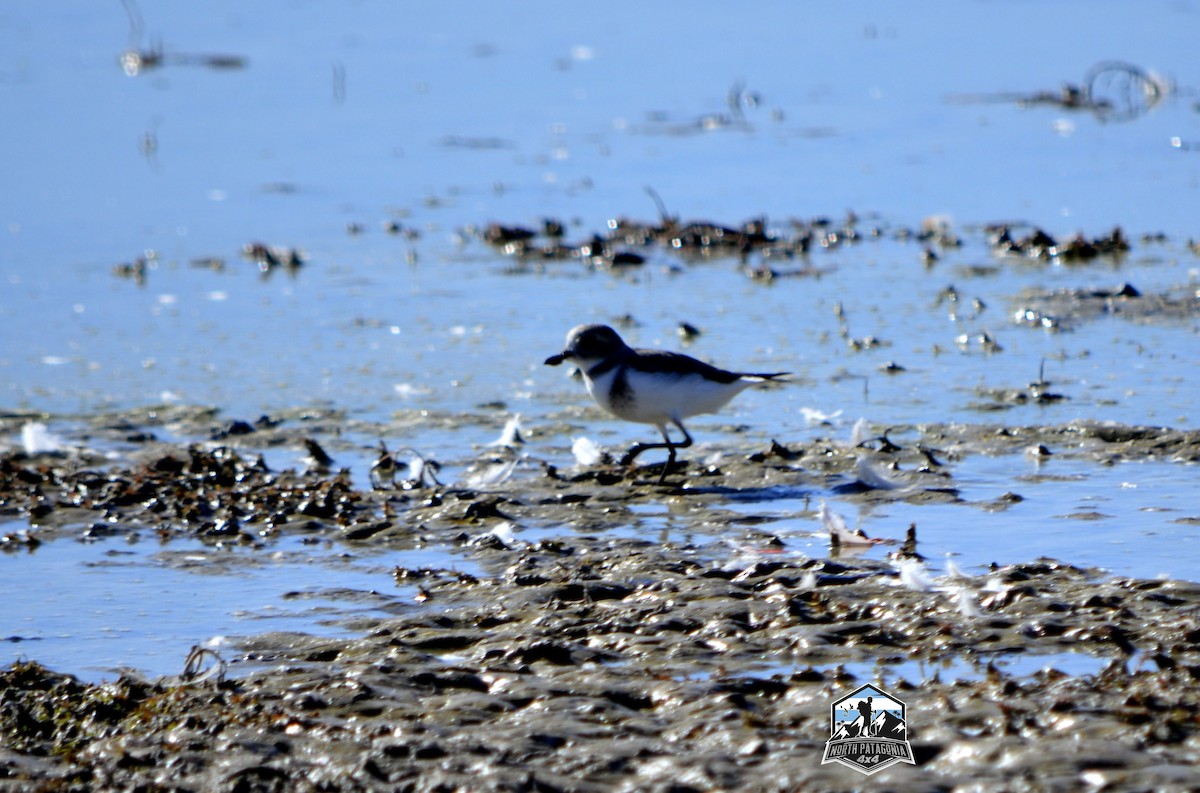 Two-banded Plover - ML617489990