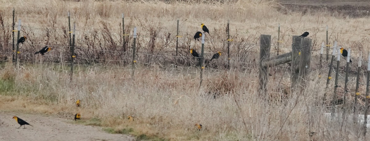 Yellow-headed Blackbird - ML617490003