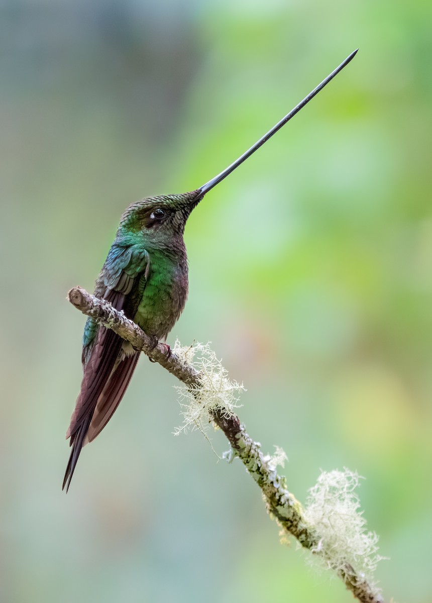 Sword-billed Hummingbird - Stephen Menzie