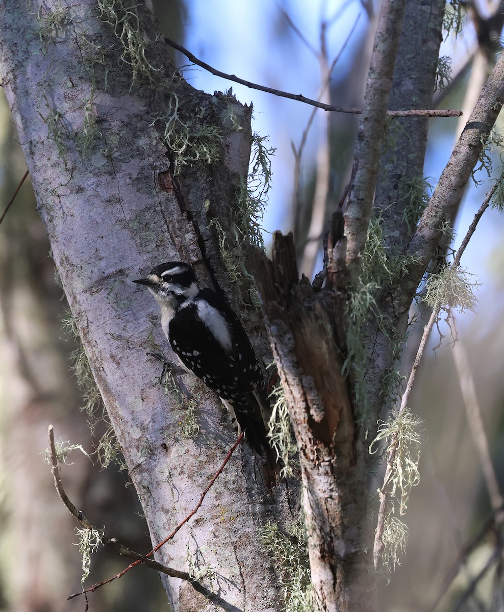 Downy Woodpecker (Pacific) - ML617490100