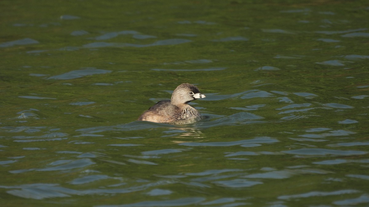 Pied-billed Grebe - Travis Young