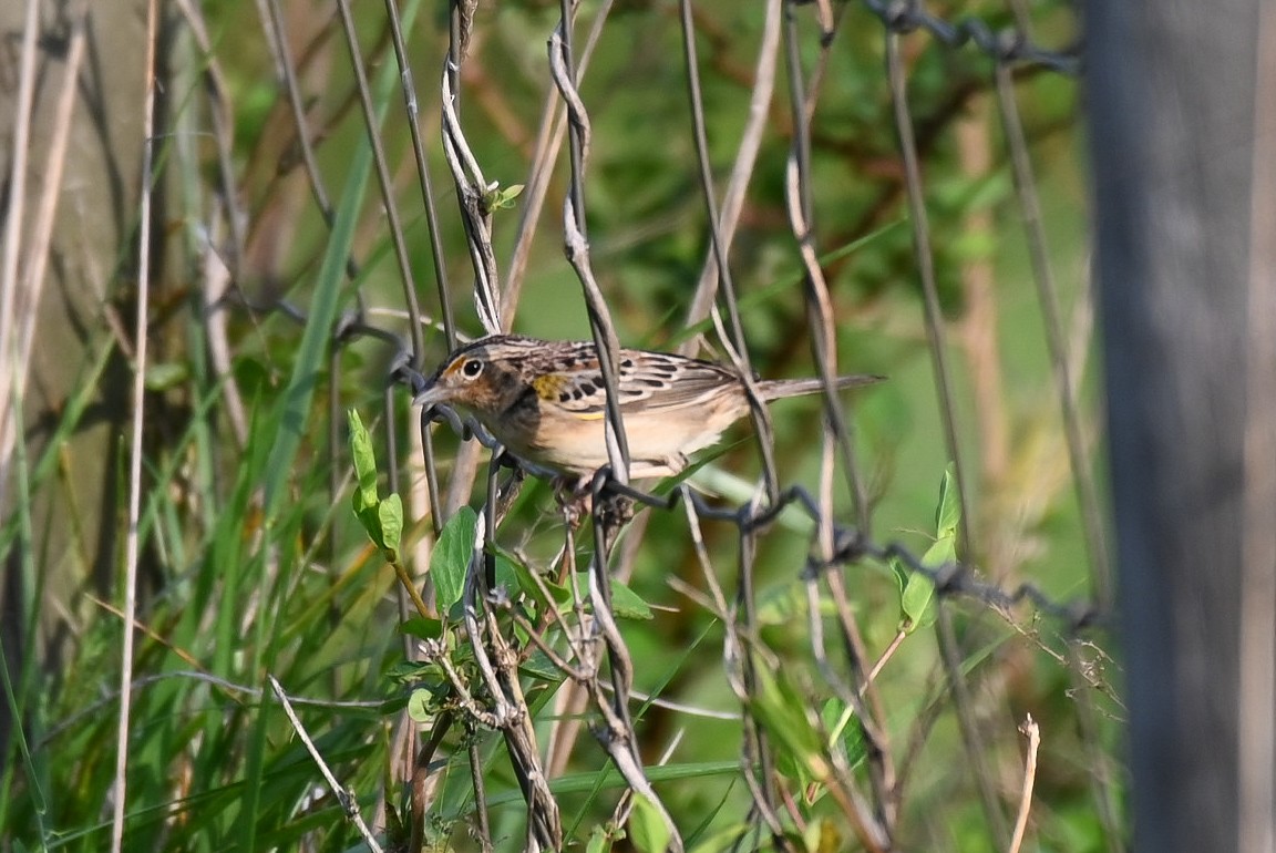 Grasshopper Sparrow - ML617490205