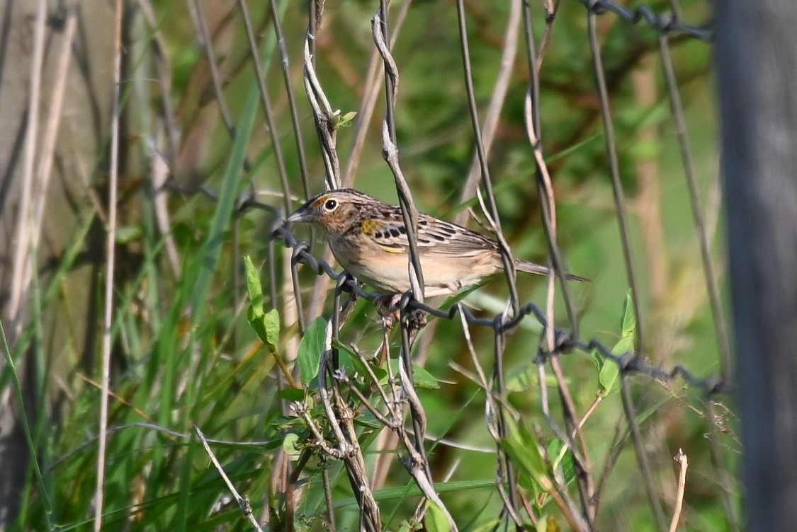 Grasshopper Sparrow - ML617490206