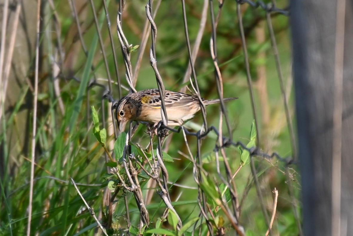 Grasshopper Sparrow - ML617490207