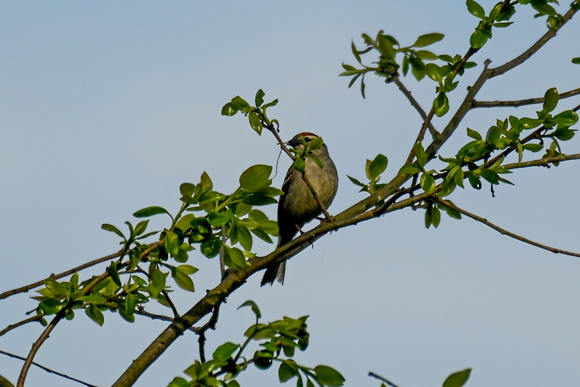 Chipping Sparrow - ML617490218