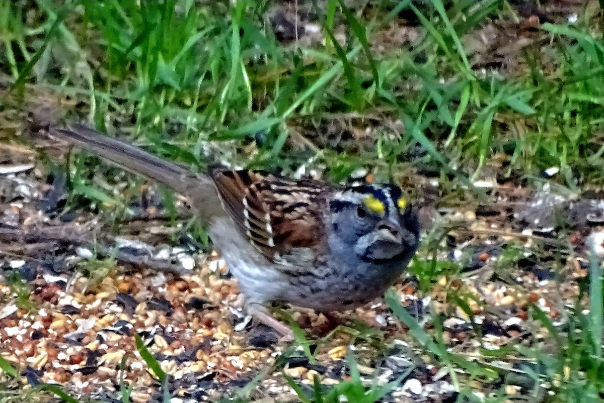 White-throated Sparrow - ML617490295