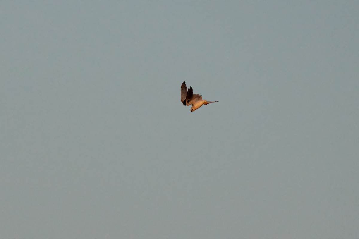 White-tailed Kite - ML617490440